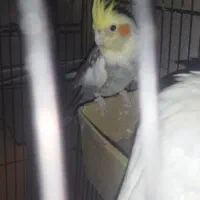 عروس هلندی نر