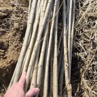 نهال بازار پسند صنوبر|خدمات باغبانی و درختکاری|بندرعباس, |دیوار