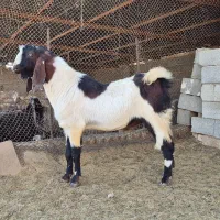 دبر جوان مست|حیوانات مزرعه|سیدان, |دیوار