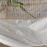 طوطی|پرنده|میبد, |دیوار