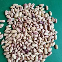 لوبیا چیتی ازبک