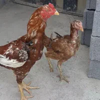 مرغ وخروس لاری اصیل