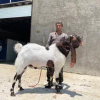 بز پاکستانی|حیوانات مزرعه|مرودشت, تخت جمشید|دیوار