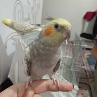 عروس گل باقالی|پرنده|سراب, |دیوار