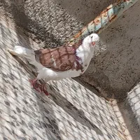 کبوتر یال گلی|پرنده|کوه چنار, |دیوار