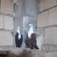 کبوتر
