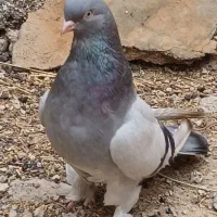 کبوتر شق شقی  شقشقی