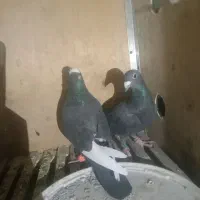 کبوتر کرمونی|پرنده|تربتحیدریه, بالا ولایت|دیوار