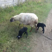 گوسفند رومانف و لاکون|حیوانات مزرعه|کیاشهر, |دیوار