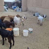 بره هترو|حیوانات مزرعه|حمیدیا, |دیوار