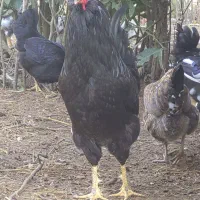 جوجه گلین دو هفته ای و تخم نطفه دار گلین لری اصیل|حیوانات مزرعه|رودبنه, |دیوار