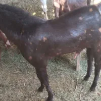 کهر نرکاموری|حیوانات مزرعه|ماهان, |دیوار