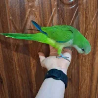 جوجه راهب فول دستی باهوش و زیبا عروسک