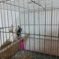 قناری موزایکی