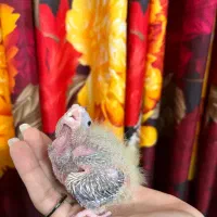 عروس هلندی سرلاکی|پرنده|لنگرود, |دیوار