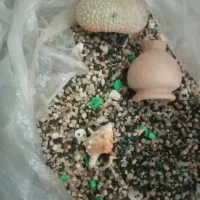سنگ و صدف|ماهی|قم, خاکفرج|دیوار