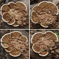 درمان فوری و قطعی زگیل تناسلی HPV گیاهی