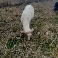 زیر قیمت بازار|حیوانات مزرعه|اسالم, |دیوار