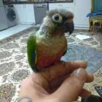 گرینچیک فول دستی