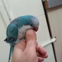 راهب|پرنده|تهران, شهرک غرب|دیوار