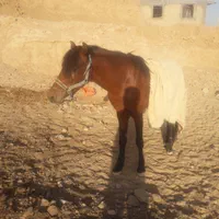اسب اصیل ترکمن نر ۲ونیم ساله