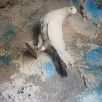 دمبی