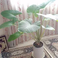 گل  بابا آدم