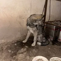 توله ۳ ماهه