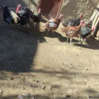 بوقلمون فوشی