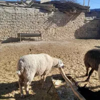 قوچ ایلدوفرانسه|حیوانات مزرعه|آباده, |دیوار