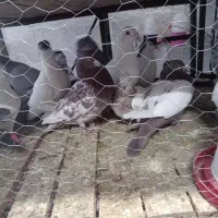 کفتر رنگه|پرنده|مشهد, میان ولایت|دیوار