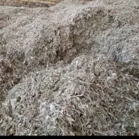 کاه لوبیا