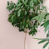 گا های اپارتمانی|گل و گیاه طبیعی|قوچان, |دیوار