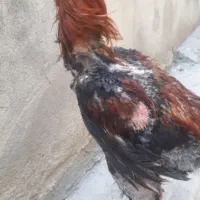 لاری