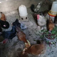 مرغ سیاه و قرمز دانه ای600 تومان کاکلی دانه800