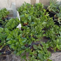 ناز فرانسوی و ناز گوشتی درجه یک و 6عدد کاکتوس بزرگ|گل و گیاه طبیعی|تهران, میدان ولیعصر|دیوار