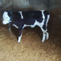 فروش گوساله شیری|حیوانات مزرعه|سیلاخور, |دیوار