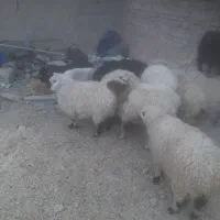 بره وبزغاله وگوسفند وبز|حیوانات مزرعه|زاهدان, |دیوار