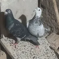 پنج عددنر