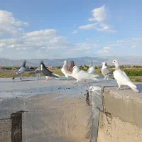 کبوترپرشی