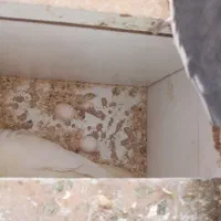 عروس هلندی|پرنده|اصفهان, فجر|دیوار