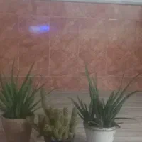 گل الوار ۲ عدد  گل گاگتوس