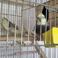 جفت مولد عروس هلندی (دستی)