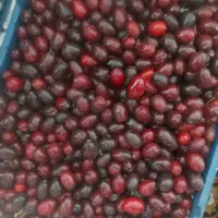 اخته زغال یوزبر درجه یک