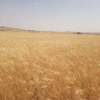 گندم دیم رقم واران ۱۰۰۰