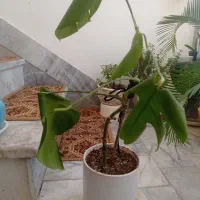 گل برگ انجیری