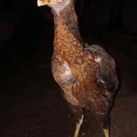 جوجه لاری نسل خوب