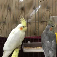 عروس هلندی|پرنده|رباط‌کریم, رباط‌کریم|دیوار