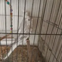 عروس هلندی مولد|پرنده|کرج, حسن آباد|دیوار