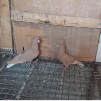 دوعدد کبوتر